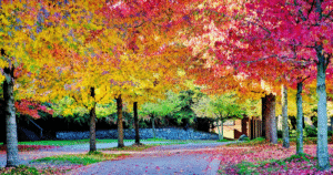 🍂✨ Raízes e Rotas — Brasil de mil cores em Boston!