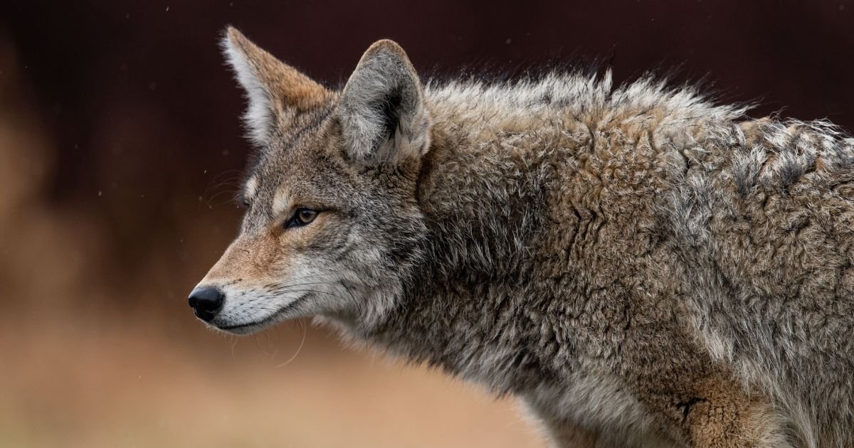 Alerta em Boston: Avistamentos de coiotes aumentam durante o dia; saiba como se proteger