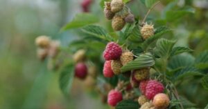 Alerta de Saúde: Parasita Cyclospora chega a Massachusetts e acende sinal de aviso em mais de 12 estados americanos