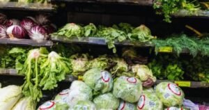 Massachusetts Entra na Lista de Surto de Ciclosporíase Ligado à Alface Crespa