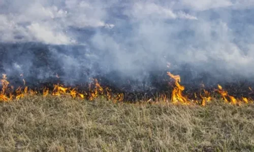 Grama impulsiona aumento de incêndios florestais nos EUA