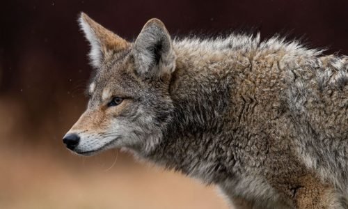 Alerta em Boston: Avistamentos de coiotes aumentam durante o dia; saiba como se proteger
