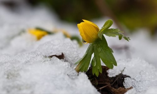 Florescendo, mesmo quando somos plantados em novos solos