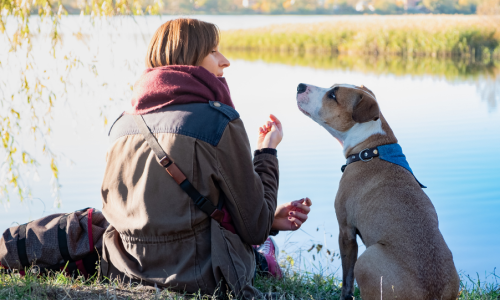 A Voz que Cura: O Poder Comprovado do ‘Baby Talk’ com o seu Cão