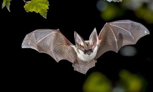 Como morcegos ajudam cientistas a criar drones de resgate