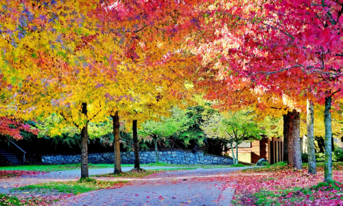 🍂✨ Raízes e Rotas — Brasil de mil cores em Boston!