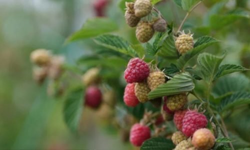 Alerta de Saúde: Parasita Cyclospora chega a Massachusetts e acende sinal de aviso em mais de 12 estados americanos