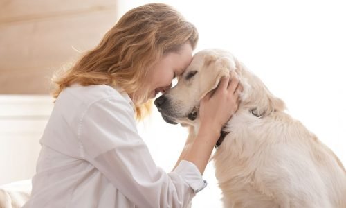 Guia do Dono Responsável: O que (não) fazer ao passear com seu cão