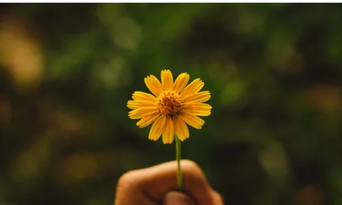 Celeiro Espiritual: quando a alma floresce, o corpo agradece
