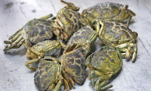 Iniciativa culinária contra caranguejos-verdes invasores