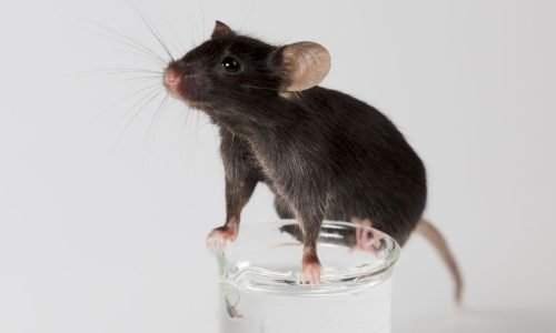 Estudo inovador alcança regressão total de câncer de pâncreas em modelos animais