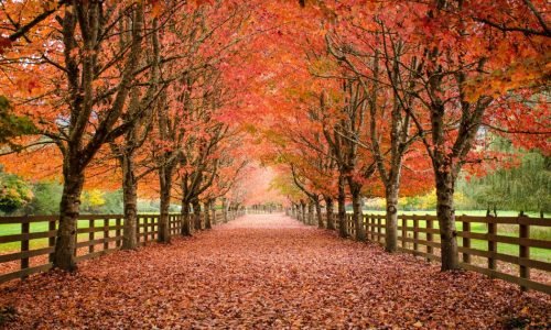 Estamos no outono: o que essa estação pode nos ensinar sobre a vida na América 